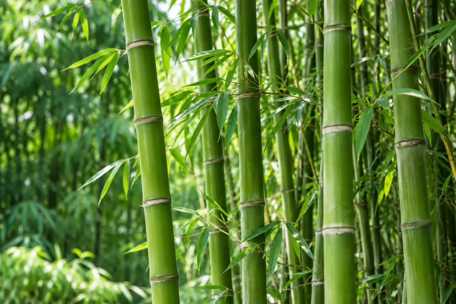 Green bamboo canes and leaves