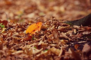 Landscaping Company - Leaf Removal Service